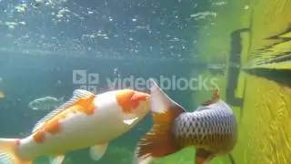 UNDERWATER VIEW OF KOI FISH SWIMMING ON SURFACE POND IN JAPANESE GARDEN SCYJOS0JL