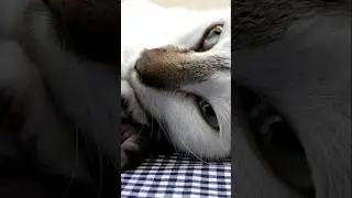 Why Do Cats Knead With Their Paws? 😻🐈🐾