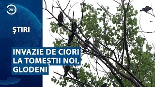INVAZIE DE CIORI LA TOMEȘTII NOI, GLODENI