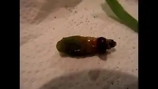 lepid&oacute;ptero(mariposa) formando cris&aacute;lida parte 1
