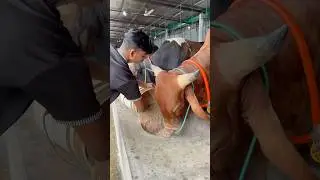 Sunrise, fresh feed, and happy bulls the perfect time #eating #enjoyingtime #fypシ゚viral #farming