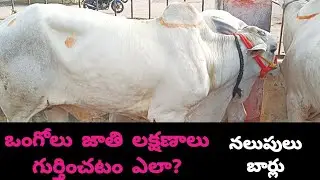 Ongole breed characteristics || How to identify Ongole breed || pure Ongole breed || Ongole bulls