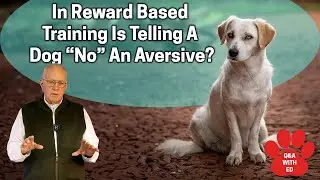 In Reward Based Training Is Telling A Dog 