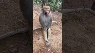 Monkey making faces