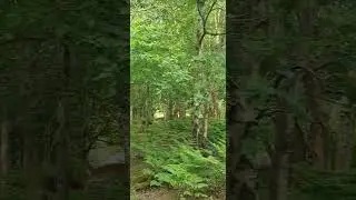 Fallow Deer: Tracking and Observation #animals