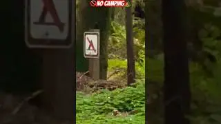 No Camping #bd4200 #camping #bigfooting