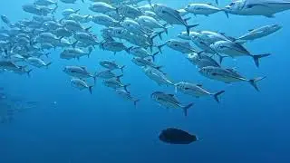Diving the Coral Triangle 2024