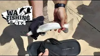 Compilation of Shark Bay Area - Images & Videos Adventures and Places of Interest
