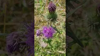 thistle - oset #flowers #plant