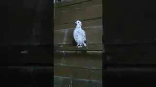 Baby Pigeon Vibes #trending #fypshorts #ayatulkursi