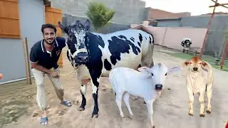 Hamari Cow Ne Bache De Diye 😍 || Shehr Main Dihat 