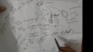 Class-11 life cycle of Bryophyta