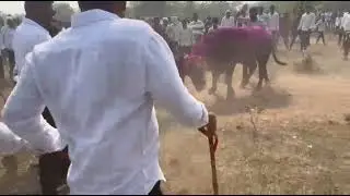 Palora ke charra hele ki Takkar Ramtek Nagpur 🔥🔝#video #virel #virelvideo #hela #helatakkar 