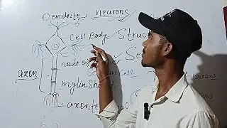 structure and function of neuron /  Neurons / class 10th neuron /   #neurons Biology  #neuron 