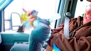 He CAUGHT A Wild Seagull Bare Handed!