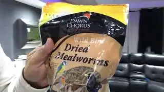 Monkey eating dried mealworms