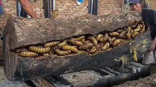 How Giant Trembesi Logs Are Cut in an Extreme Sawmill Without Safety Gear
