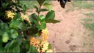 Butterfly superfamily(hesperioidea)