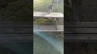 &Uuml;ber Tische &uuml;ber B&auml;nke -#hundfinja