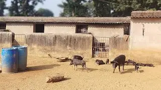 PIG business करने का सबसे सस्ता तरीका, live channel chaking.