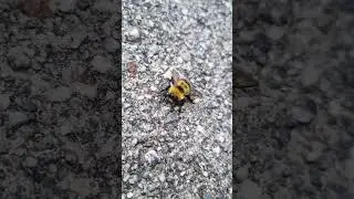 #amazing #cute #bumblebee #bee #bumblebees #wildlife #animals #fly #flyingbeast #wait