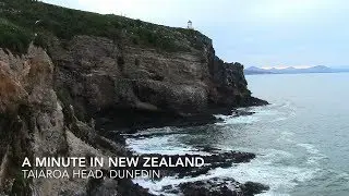 A Minute in New Zealand - Taiaroa Head, Royal Albatross Centre, Dunedin, New Zealand