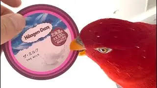 H&auml;agen-Dazs lock🍅Pin feathers have grown back again!