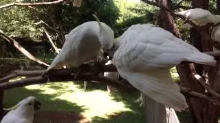 Australian Sulphur-crested cockatoo 7