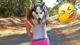 🦄 Лучшие смешные видео с животными 2025 года 😂 Самые смешные моменты с собаками и кошками 👵 #смеш...