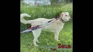 Zeus deserves a chance at love and a forever loving home! 🏡 please help her&hellip;please share.