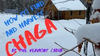 How to find Chaga  and Harvest it