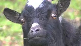 Goat Army Epic Face