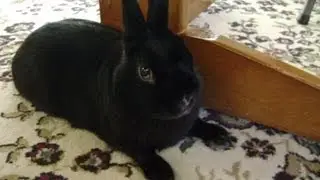 Introducing Shadow the Mini Rex Rabbit