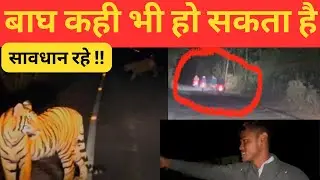 बाघ कही भी हो सकता है‼️Pilibhit Tiger Reserve To Dudhwa At Night Driver