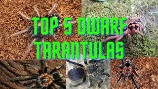 Top 5 Dwarf Tarantulas I want in my collection!