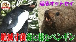 【絶滅寸前】森に棲む幻のペンギンを追う！オットセイに突撃された理由とは&hellip;？【どうぶつ奇想天外／WAKUWAKU】