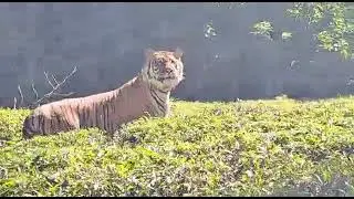 nilgiri tiger 🐅🐯