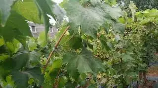 И снова красавец Голд фингер(Япония) 02.09.25г. виноградник Король В. Н. г.Краснодар 