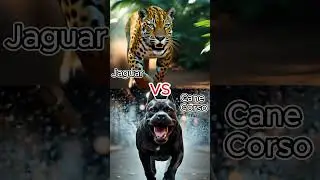 Jaguar vs 8 of the Strongest Guard Dogs &ndash; Who Wins #JaguarVsDogs #AnimalFight #animalshorts