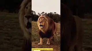 Roar vs growling  #tiger #roar #lion #growling