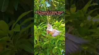 Bird Trapped in a Spider Web? Nature&rsquo;s Strongest Trap! 🐦 🕷️