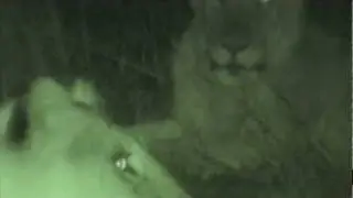 Night: Episode 115 (Pole Cam in Hyena den, Hyenas show up)