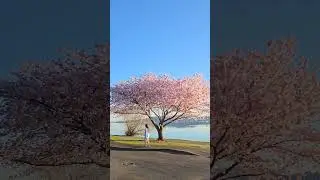 sakura biyori, cherry blossom weather in Seattle #sakura #seattle #washington