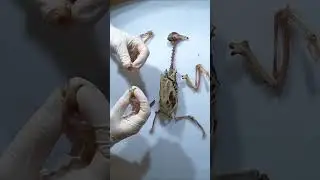 Как полые кости делают возможным полет #голубь #анатомияживотных #фактыоживотных