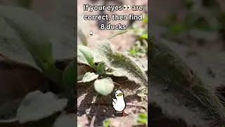 How many ducks did you find? 👀#puzzles #find #eyetest #findthem #photography