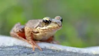 Around Since the Jurassic Great Facts About Early Amphibians