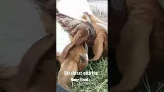 Breakfast with the Boer Goats