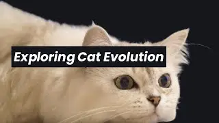 Exploring Cat Evolution: Unlocking the Wild Code Behind Domestic Cats🐱
