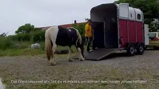 Verladetraining mit hochsensiblem Pferd: Tinker Findus