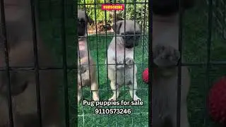 #pug  Puppies for sale in Hyderabad #pets